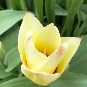Albion Star Tulip (Tulipa Albion Star) Img 2